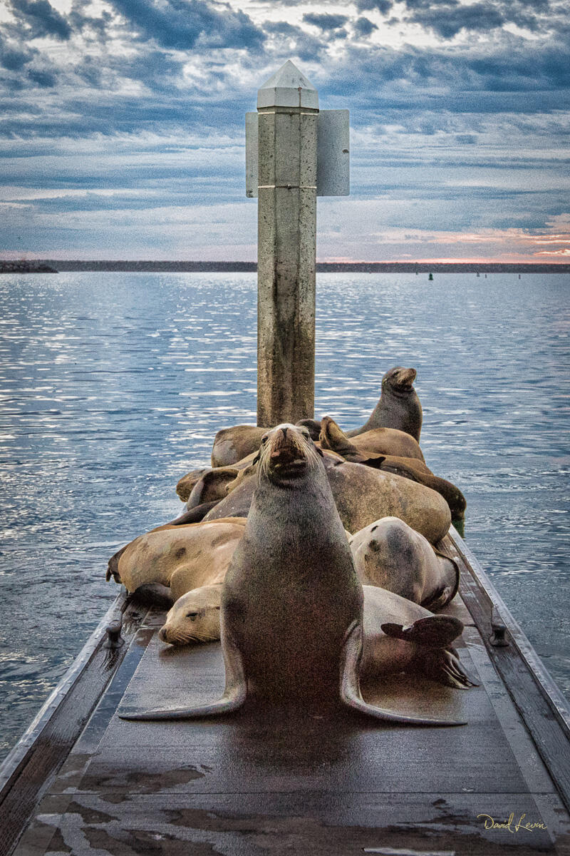 California Sea Lions California sea lions resting together on a harbor dock near Oceanside, California, with calm water and coastal sky behind them.