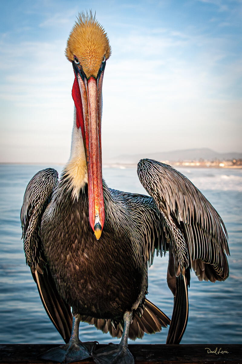 California Brown Pelican — “I’m Looking at You” Close portrait of a California brown pelican facing forward near the Oceanside coast, showing detailed feathers and watchful expression.