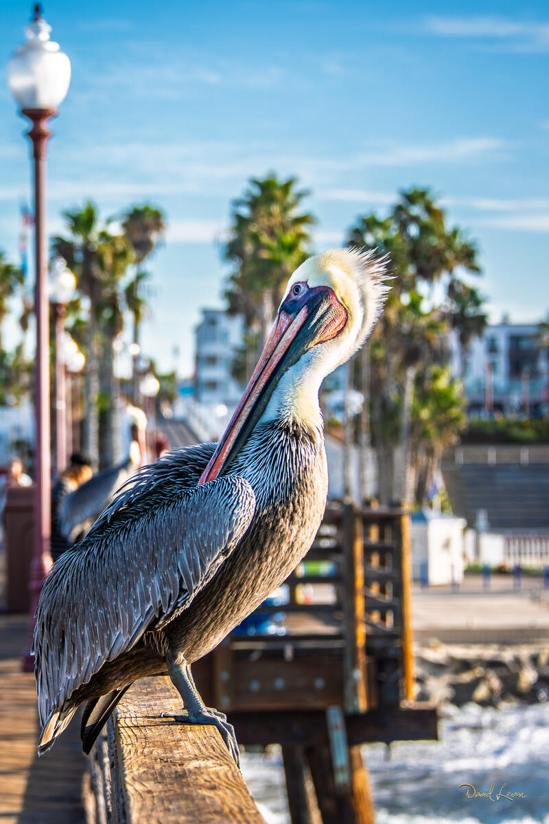 Pelican Checking His Back Brown pelican perched near Oceanside Harbor, turning its head back with palm trees and coastal buildings in the background.