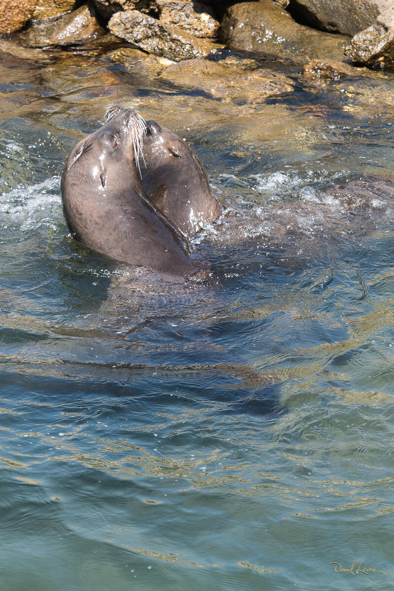 Kissing Sea Lions California sea lions in the water near Oceanside Harbor, captured in a close coastal wildlife moment.